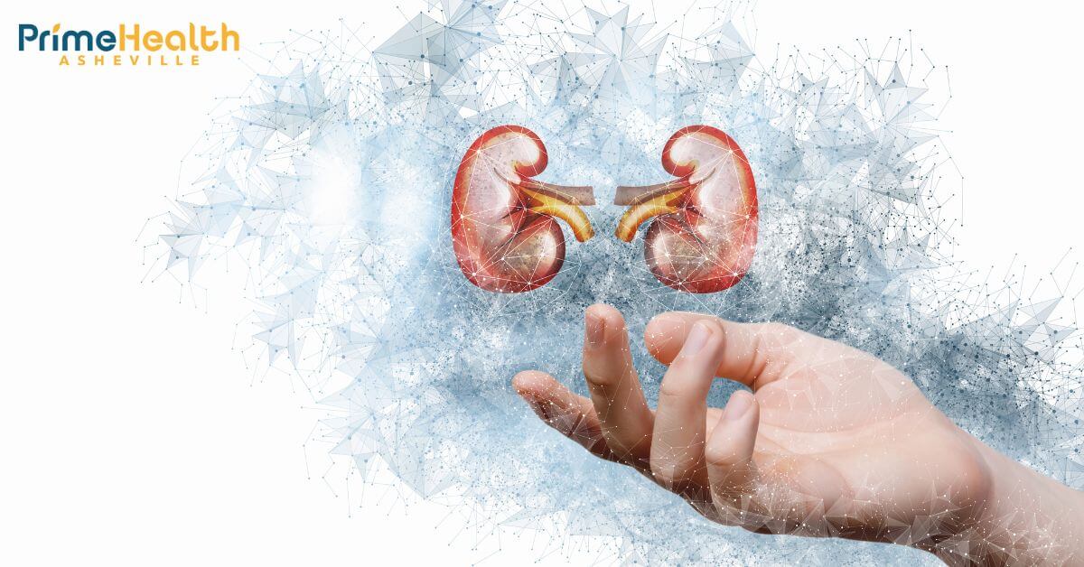 The Essential Role of the Kidney How It Keeps Us Alive